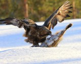 Steenarend - Golden Eagle
