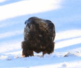 Steenarend - Golden Eagle