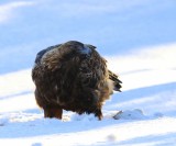 Steenarend - Golden Eagle