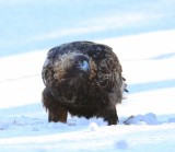 Steenarend - Golden Eagle