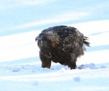 Steenarend - Golden Eagle