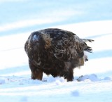 Steenarend - Golden Eagle