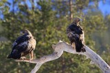 Steenarenden - Golden Eagles