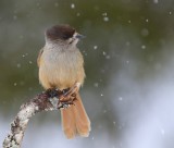 Taigagaai - Siberian Jay