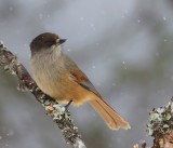 Taigagaai - Siberian Jay