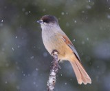 Taigagaai - Siberian Jay