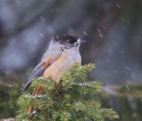 Taigagaai - Siberian Jay