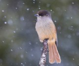 Taigagaai - Siberian Jay