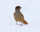 Taigagaai - Siberian Jay
