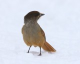 Taigagaai - Siberian Jay