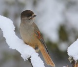 Taigagaai - Siberian Jay