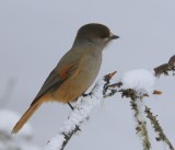 Taigagaai - Siberian Jay