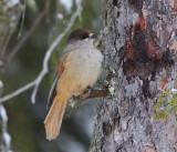 Taigagaai - Siberian Jay