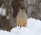 Taigagaai - Siberian Jay
