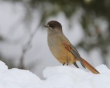 Taigagaai - Siberian Jay
