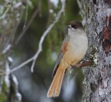 Taigagaai - Siberian Jay