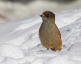 Taigagaai - Siberian Jay