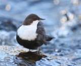 Waterspreeuw - White-throated Dipper