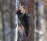 Zwarte Specht - Black Woodpecker