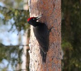 Zwarte Specht - Black Woodpecker