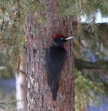 Zwarte Specht - Black Woodpecker