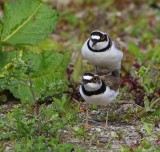 Kleine Plevieren - Little Ringed Plovers