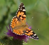 Distelvlinder - Painted Lady