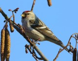 Witstuitbarmsijs - Arctic Redpoll