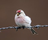 Witstuitbarmsijs - Arctic Redpoll