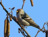 Witstuitbarmsijs - Arctic Redpoll