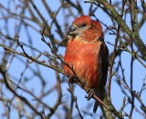 Grote Kruisbek - Parrot Crossbill