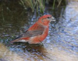 Grote Kruisbek - Parrot Crossbill