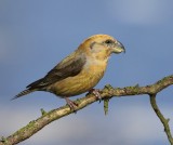 Grote Kruisbek - Parrot Crossbill