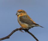 Grote Kruisbek - Parrot Crossbill