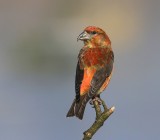 Kruisbek - Common Crossbill
