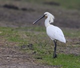 Lepelaar - Eurasian Spoonbill