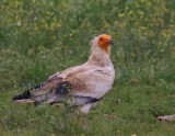 Aasgier - Egyptian Vulture