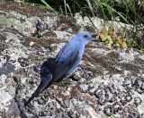 Blauwe Rotslijster - Blue Rock Thrush