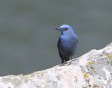 Blauwe Rotslijster - Blue Rock Thrush