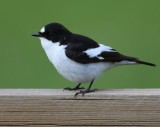 Bonte Vliegenvanger - European Pied Flycatcher