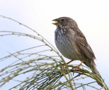 Grauwe Gors - Corn Bunting