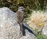 Grijze Gors - Rock Bunting