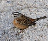 Grijze Gors - Rock Bunting