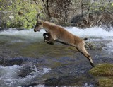 Iberische Steenbok - Spanish Ibex