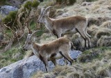 Iberische Steenbokken - Spanish Ibexes