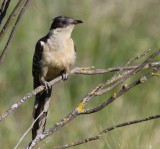 Kuifkoekoek - Great Spotted Cuckoo