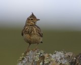 Kuifleeuwerik - Crested Lark