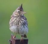 Kuifleeuwerik - Crested Lark