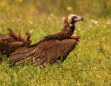 Monniksgier - Eurasian Black Vulture