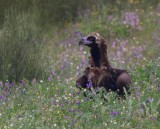 Monniksgier - Eurasian Black Vulture
